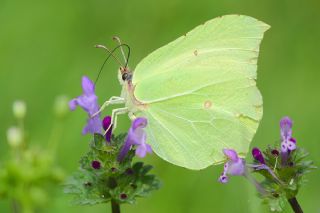 Orakkanat (Gonepteryx rhamni)