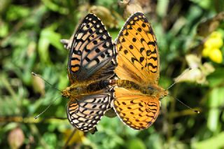 Gzel nci (Argynnis aglaja)