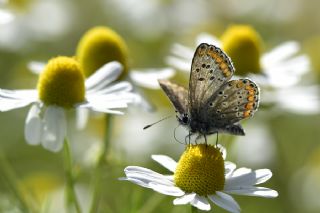 okgzl Esmer (Aricia agestis)