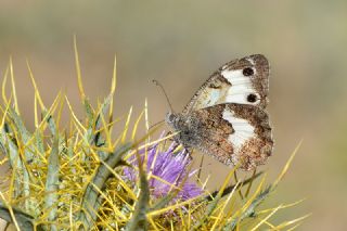 Anadolu Yalanccads (Pseudochazara anthelea)