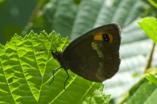 sko Gzelesmeri (Erebia aethiops)