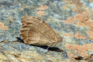 Cad (Chazara briseis)