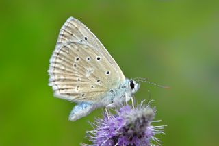 okgzl Dafnis (Polyommatus daphnis)