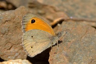 Tr almalar ([unknown genus] n/a)