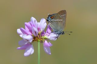 Gzel Sevbeni (Satyrium spini)