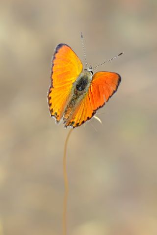 Alev Ategzeli (Lycaena kefersteinii)