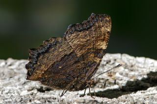 Karaaa Nimfalisi (Inachis polychloros)