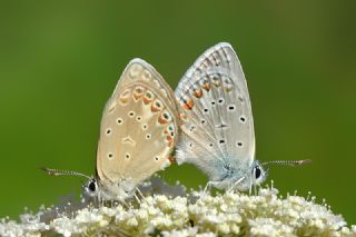okgzl Kk Turan Mavisi (Polyommatus cornelius)
