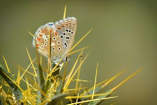 okgzl Gk Mavisi (Polyommatus bellargus)