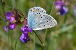 okgzl Amanda (Polyommatus amandus)