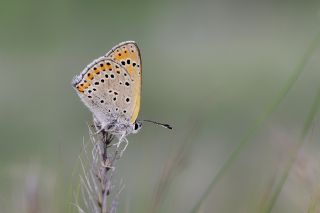 Tr almalar ([unknown genus] n/a)