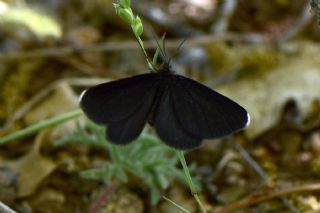 Tr almalar ([unknown genus] n/a)