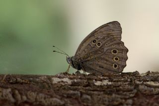 Aa Esmeri (Kirinia roxelana)