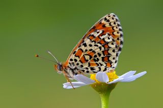 Gzel parhan (Melitaea trivia)