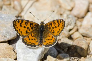 Gzel parhan (Melitaea trivia)