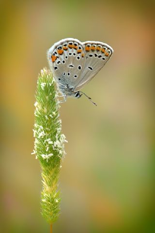 Doulu Esmergz (Plebejus carmon)