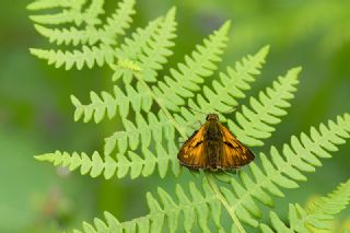 Orman Zpzp (Ochlodes sylvanus)