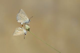 Anormal okgzl (Polyommatus admetus)
