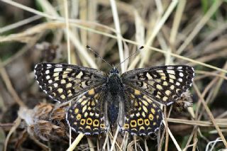Trkistan parhan (Melitaea arduinna)