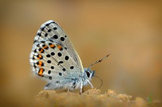 Bavius Mavisi (Pseudophilotes bavius)