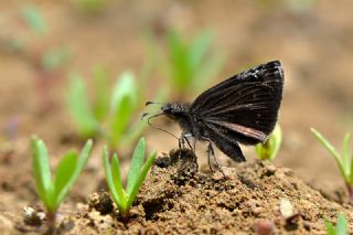 Kara Zpzp (Erynnis marloyi)