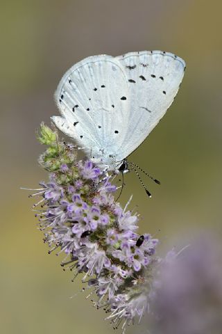 Kutsal Mavi (Celastrina argiolus)