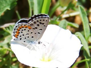 Bavius Mavisi (Pseudophilotes bavius)