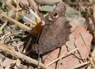 Aa Karamelei (Hipparchia statilinus)