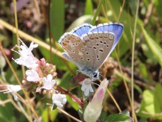 okgzl Gk Mavisi (Polyommatus bellargus)