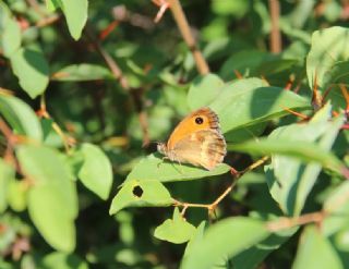 Pironiya (Pyronia tithonus)