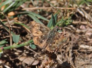 Hatmi Zpzp (Carcharodus alceae)