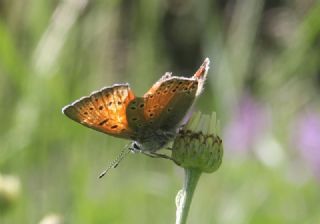 Ate Bakr Gzeli (Lycaena candens)