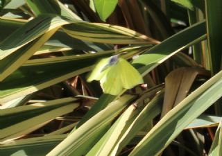 Orakkanat (Gonepteryx rhamni)