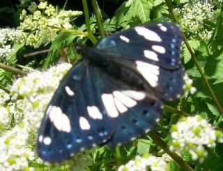 Akdeniz Hanmeli Kelebei (Limenitis reducta)