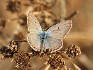 okgzl Balkan Mavisi (Aricia anteros )