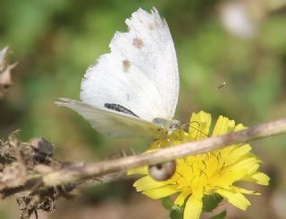 Kk Beyazmelek (Pieris rapae)