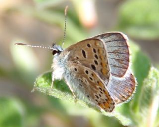 okgzl Balkan Mavisi (Aricia anteros )