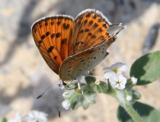 Kk Ate Gzeli (Lycaena thersamon)