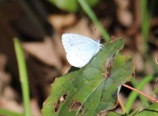 Kutsal Mavi (Celastrina argiolus)