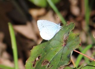 Kutsal Mavi (Celastrina argiolus)