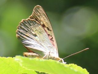 Bahadr (Argynnis pandora)