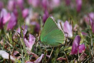 Anadolu Zmrt (Callophrys paulae)