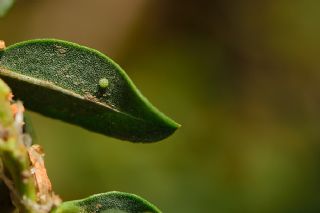 Kk Ate Gzeli (Lycaena thersamon)