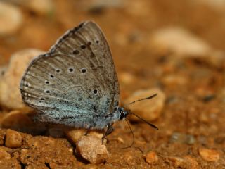 Anadolu Devmavisi (Glaucopsyche lessei)