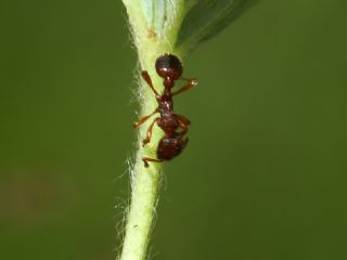 Esmer Korubeni (Phengaris nausithous)