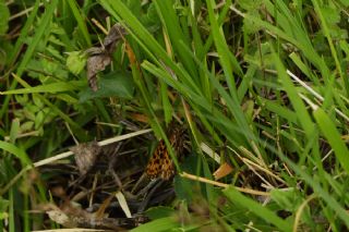 Morinci (Boloria dia)