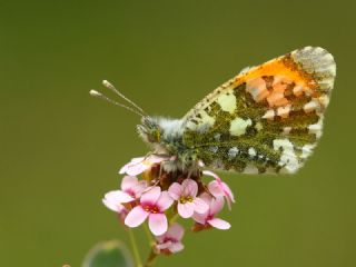 Step Ssls (Anthocharis gruneri)