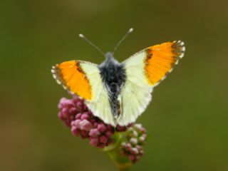 Step Ssls (Anthocharis gruneri)