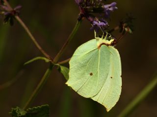 Anadolu Orakkanad (Gonepteryx farinosa)