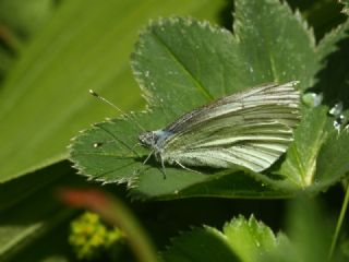 izgili Da Beyazmelei (Pieris bryoniae)